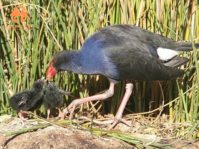 Lúc mới nở, chim trích cồ mẹ móm đút cho chim trích cồ con ăn